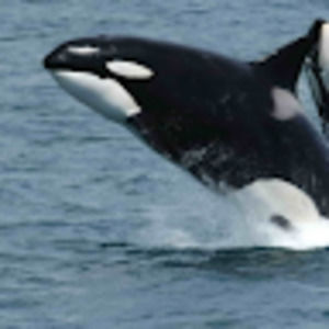 Meet your Posher, Elisabeth